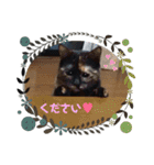 うちのペットたち！（個別スタンプ：16）