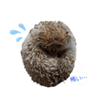 うちのペットたち！（個別スタンプ：17）