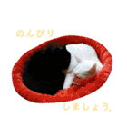 うちのペットたち！（個別スタンプ：24）