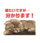 いつも寝ているミミ（個別スタンプ：10）