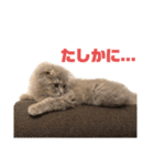 いつも寝ているミミ（個別スタンプ：12）