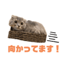 いつも寝ているミミ（個別スタンプ：20）