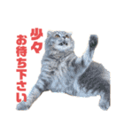いつも寝ているミミ（個別スタンプ：31）