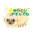 ラナくん2（個別スタンプ：20）