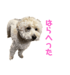 ここあたんの日常（個別スタンプ：5）