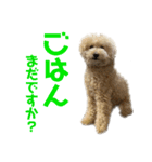 ここあたんの日常（個別スタンプ：13）