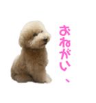 ここあたんの日常（個別スタンプ：14）