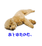 ここあたんの日常（個別スタンプ：15）