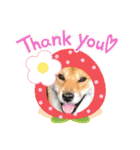 柴犬秀丸君（個別スタンプ：3）