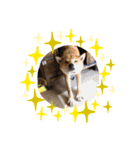 柴犬秀丸君（個別スタンプ：4）