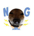 柴犬秀丸君（個別スタンプ：6）