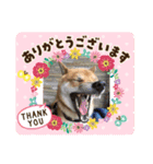 柴犬秀丸君（個別スタンプ：7）