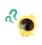 柴犬秀丸君（個別スタンプ：10）