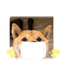柴犬秀丸君（個別スタンプ：12）