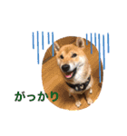 柴犬秀丸君（個別スタンプ：16）