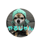 日常で使えるにゃんことわんこのスタンプ（個別スタンプ：3）