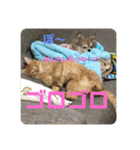 日常で使えるにゃんことわんこのスタンプ（個別スタンプ：4）