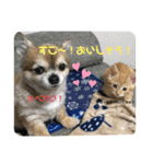 日常で使えるにゃんことわんこのスタンプ（個別スタンプ：8）