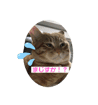 日常で使えるにゃんことわんこのスタンプ（個別スタンプ：9）