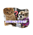 日常で使えるにゃんことわんこのスタンプ（個別スタンプ：14）