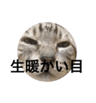 竜さんのスタンプ（個別スタンプ：7）