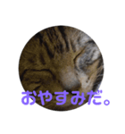 竜さんのスタンプ（個別スタンプ：8）