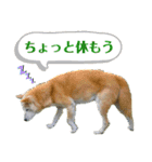 柴犬ベル♀（個別スタンプ：3）