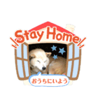 柴犬ベル♀（個別スタンプ：4）