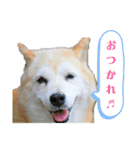 柴犬ベル♀（個別スタンプ：7）