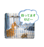 柴犬ベル♀（個別スタンプ：9）