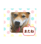 柴犬ベル♀（個別スタンプ：10）