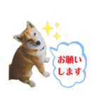 柴犬ベル♀（個別スタンプ：12）