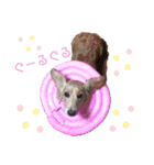 天パでマイペースなキャリーさんスタンプ（個別スタンプ：13）