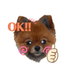 おはなちょろげ（個別スタンプ：1）