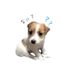 NEOくんのお返事(パピーver.)（個別スタンプ：1）