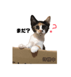 これぞねこ（個別スタンプ：1）