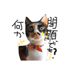 これぞねこ（個別スタンプ：3）