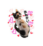 これぞねこ（個別スタンプ：4）