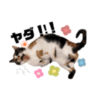 これぞねこ（個別スタンプ：5）