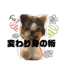 これぞねこ（個別スタンプ：6）