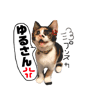 これぞねこ（個別スタンプ：8）