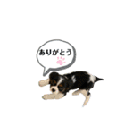 Sola と一緒（個別スタンプ：15）