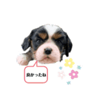 Sola と一緒（個別スタンプ：18）