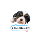 Sola と一緒（個別スタンプ：22）