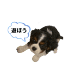 Sola と一緒（個別スタンプ：24）