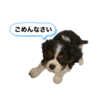 Sola と一緒（個別スタンプ：25）
