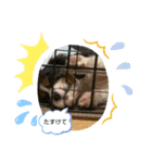 Sola と一緒（個別スタンプ：33）