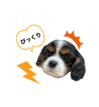Sola と一緒（個別スタンプ：34）