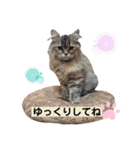 わかちゃんとふくちゃん（個別スタンプ：15）