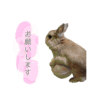 みずたにさんちのペットのスタンプ（個別スタンプ：1）